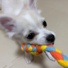 まだ決まってません。家族と相談しているので少しお時間いただきます...