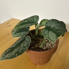 スキンダプサス　の画像