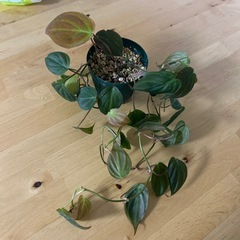 フィロデンドロン　ミカンスの画像