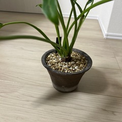 フィロデンドロン　クッカバラ
の画像