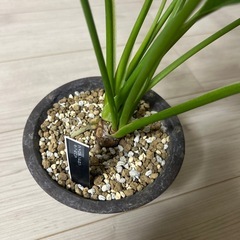 フィロデンドロン　クッカバラ
の画像