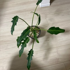 フィロデンドロン　クッカバラ
の画像