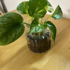 水耕　ポトス　ゴールデン (スキンダプサス入り)の画像