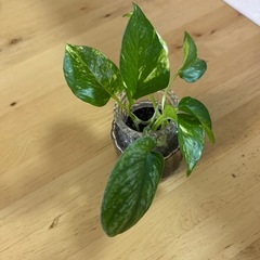 水耕　ポトス　ゴールデン (スキンダプサス入り)の画像