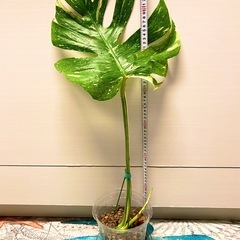 モンステラ デリシオーサ タイコンステレーション イエローモンスター　斑入りの画像