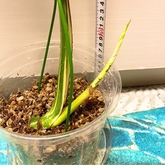 モンステラ デリシオーサ タイコンステレーション イエローモンスター　斑入りの画像