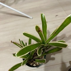 ネオレゲリア　ファイヤーボール　バリエガータの画像