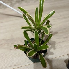 ネオレゲリア　ファイヤーボール　バリエガータの画像