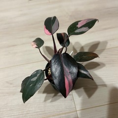 フィロデンドロン　ピンクプリンセスの画像