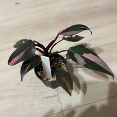 フィロデンドロン　ピンクプリンセスの画像