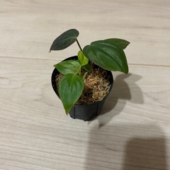 フィロデンドロン　ミカンス(小)の画像