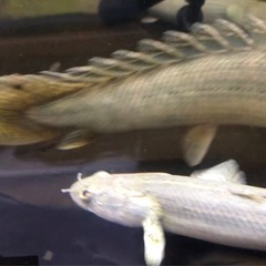 ポリプテルスの画像