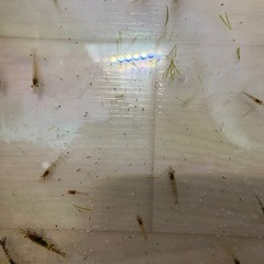 チェリーシュリンプ 稚魚の画像