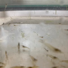 チェリーシュリンプ 稚魚の画像