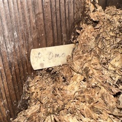 ビカクシダ　P.Omo　親株 の画像