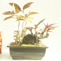 石付き盆景の画像