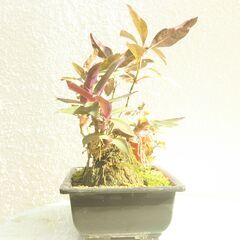 石付き盆景の画像