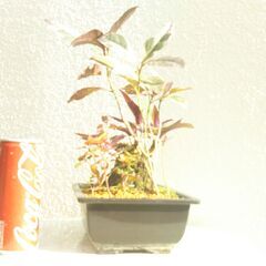 石付き盆景の画像