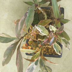 石付き盆景の画像