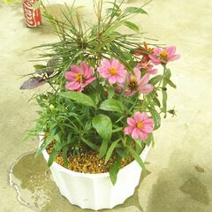 松竹梅と百日草の画像