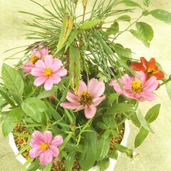 松竹梅と百日草の画像