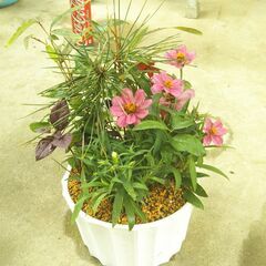 松竹梅と百日草の画像