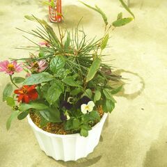 松竹梅と百日草の画像