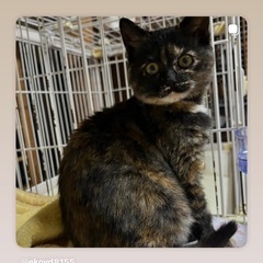 幸運を呼ぶサビ猫です😻4ヶ月の女の子🎀