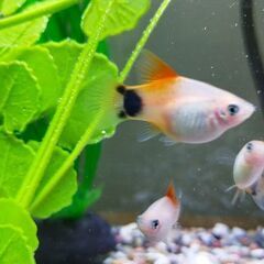 ハイフィンレッドバックミッキーマウスプラティ(熱帯魚)の画像