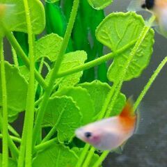 ハイフィンレッドバックミッキーマウスプラティ(熱帯魚)の画像