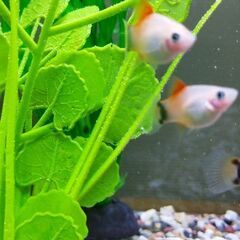 ハイフィンレッドバックミッキーマウスプラティ(熱帯魚)の画像