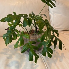 ヒメモンステラ①の画像