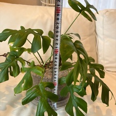 ヒメモンステラ①の画像