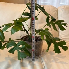 ヒメモンステラ②の画像