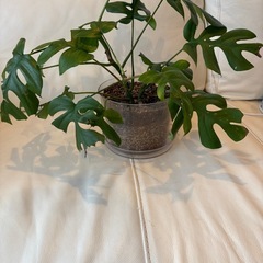 ヒメモンステラ②の画像