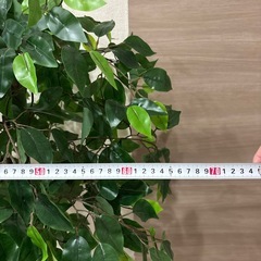 【24日午前まで】フェイクグリーン　観葉植物の画像
