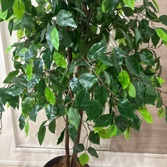 【24日午前まで】フェイクグリーン　観葉植物の画像