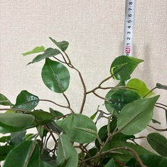 【24日午前まで】フェイクグリーン　観葉植物の画像