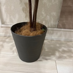【24日午前まで】フェイクグリーン　観葉植物の画像
