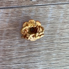 【キャナルジーン】CANAL JEAN リング 指輪の画像