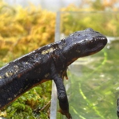 シリケンイモリ3匹の画像