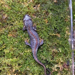 シリケンイモリ3匹の画像