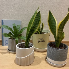 観葉植物　どれでも、いくつでもの画像