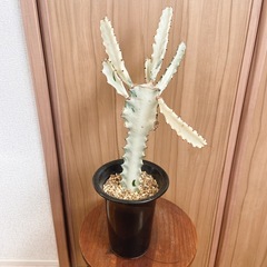 ユーフォルビア　ホワイトゴースト 観葉植物 鉢のままお渡しの画像