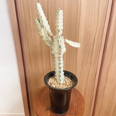 ユーフォルビア　ホワイトゴースト 観葉植物 鉢のままお渡しの画像