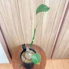 プセウドボンバックス エリプティクム 塊根植物 コーデックス 観葉植物の画像