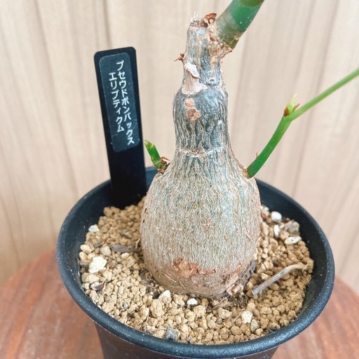 プセウドボンバックス エリプティクム 塊根植物 コーデックス 観葉植物