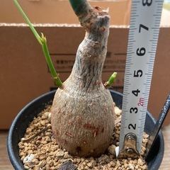 プセウドボンバックス エリプティクム 塊根植物 コーデックス 観葉植物の画像