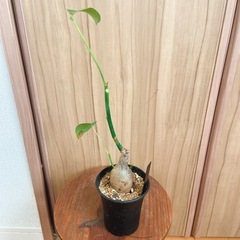 プセウドボンバックス エリプティクム 塊根植物 コーデックス 観葉植物の画像