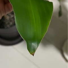 観葉植物　“幸福の木”の画像